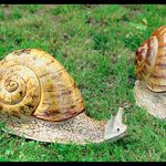 tzv. šnek rozbitný